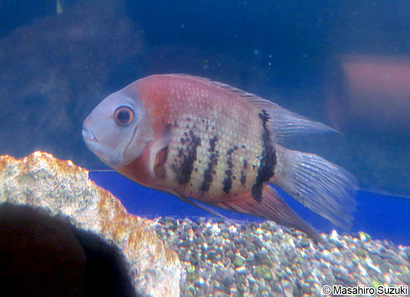 セベラム Heros severus