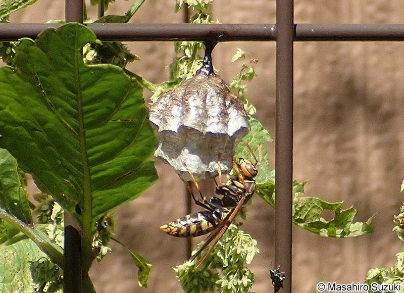 セグロアシナガバチ Polistes jokahamae