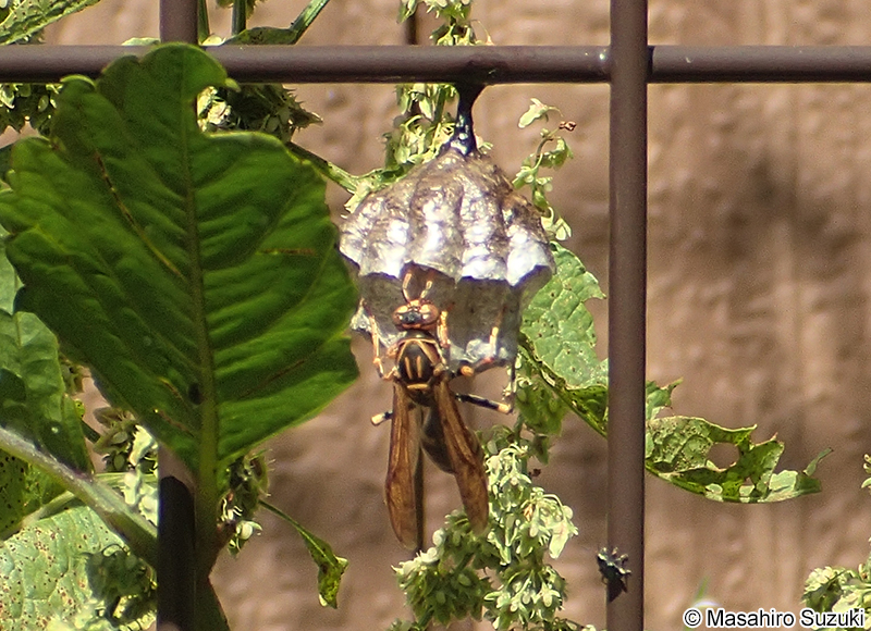 セグロアシナガバチ Polistes jokahamae