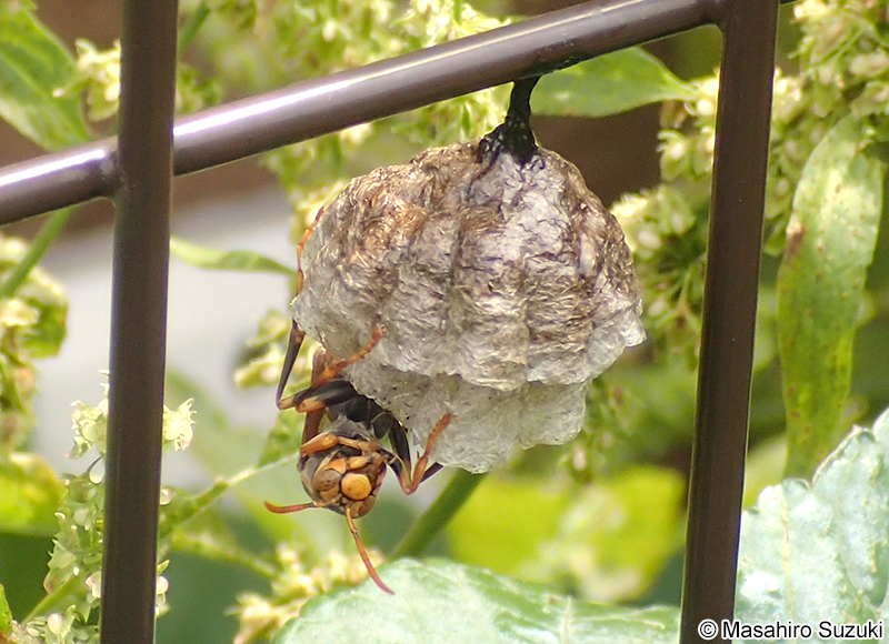 セグロアシナガバチ Polistes jokahamae