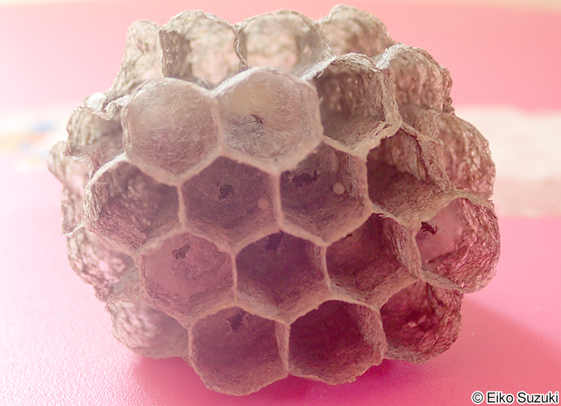 セグロアシナガバチの巣