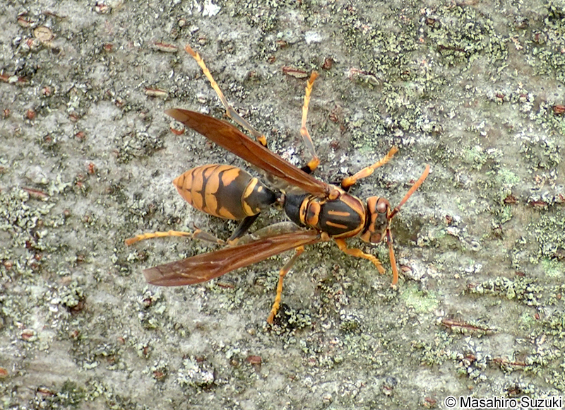 セグロアシナガバチ Polistes jokahamae