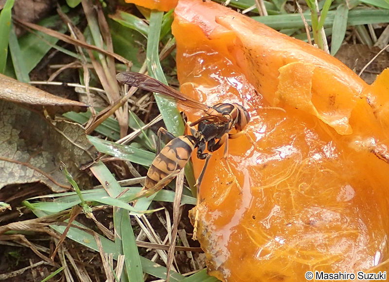 セグロアシナガバチ Polistes jokahamae