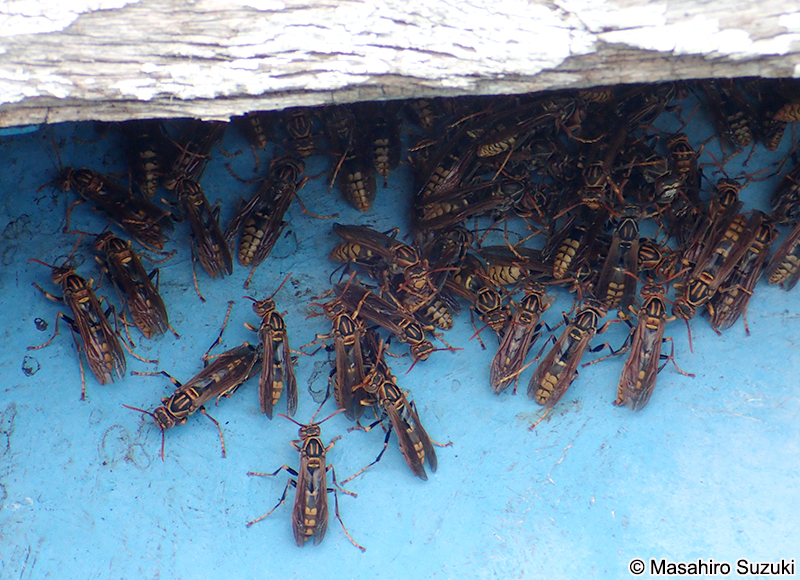 セグロアシナガバチ Polistes jokahamae