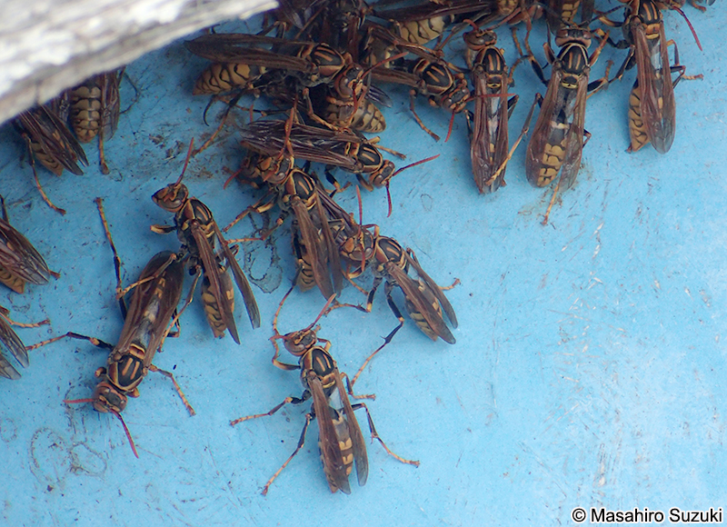 セグロアシナガバチ Polistes jokahamae