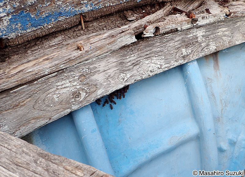 セグロアシナガバチ Polistes jokahamae