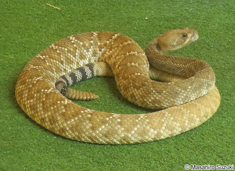 セイブダイアガラガラヘビ Crotalus atrox