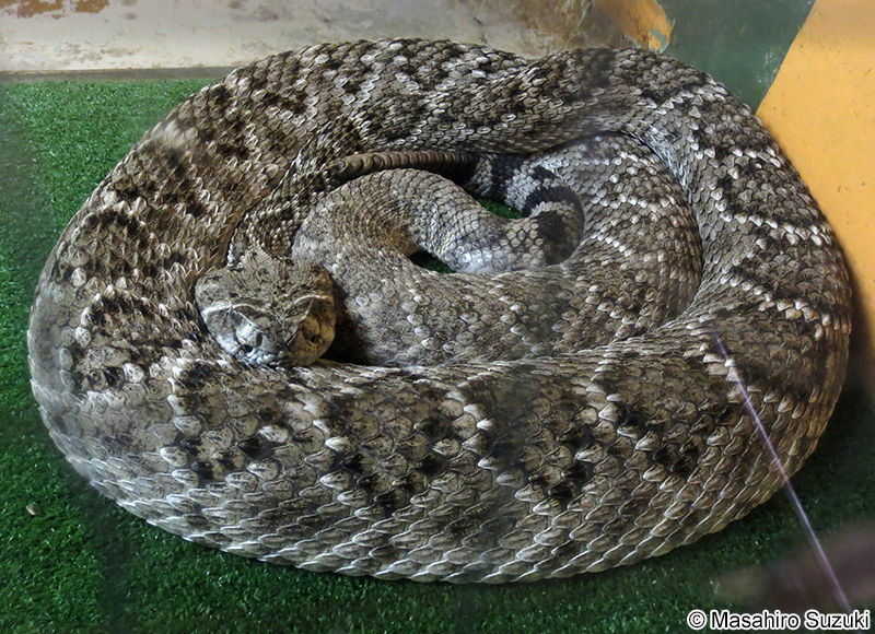 セイブダイアガラガラヘビ Crotalus atrox