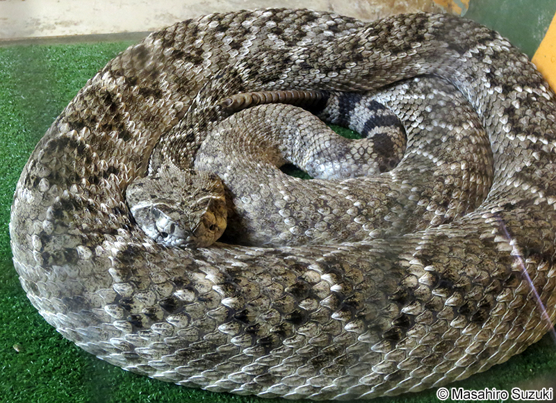 セイブダイアガラガラヘビ Crotalus atrox