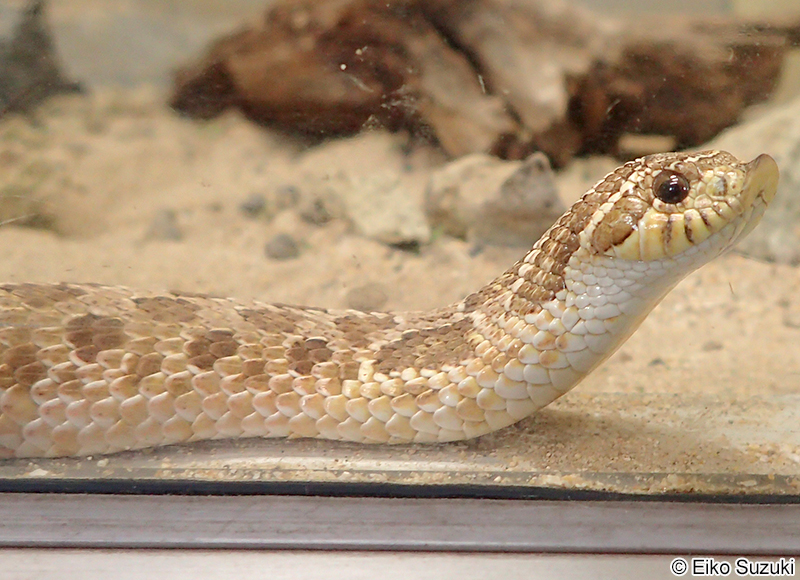 セイブシシバナヘビ Heterodon nasicus