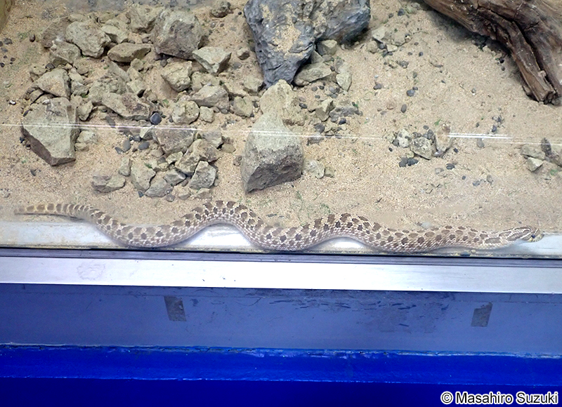 セイブシシバナヘビ Heterodon nasicus