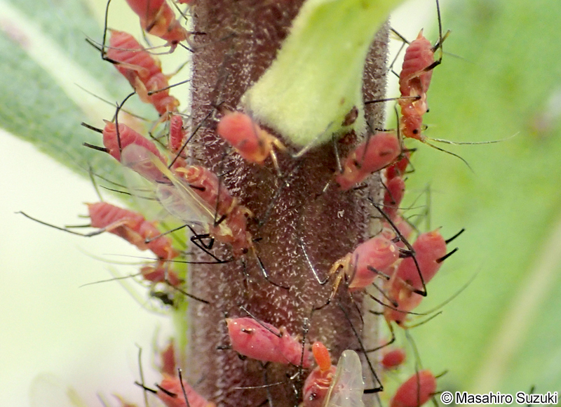 セイタカアワダチソウヒゲナガアブラムシ Uroleucon nigrotuberculatum