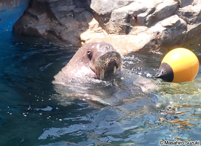 セイウチ Odobenus rosmarus