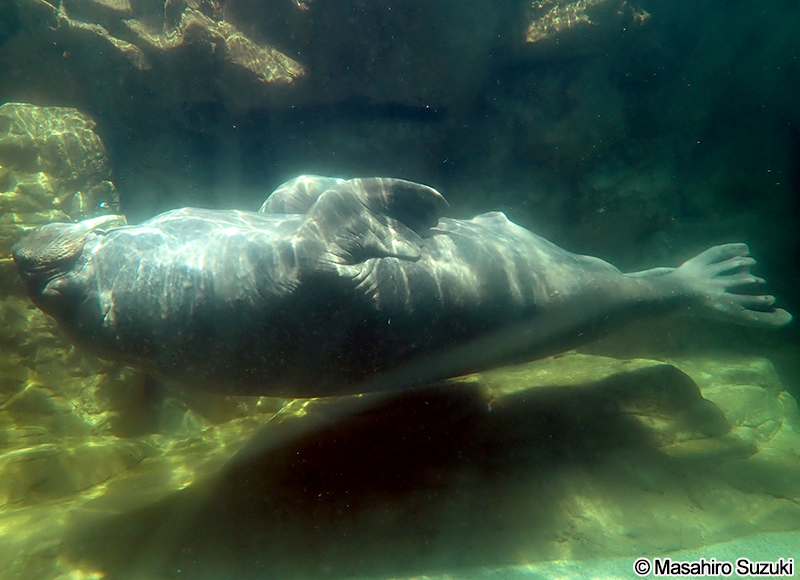 セイウチ Odobenus rosmarus