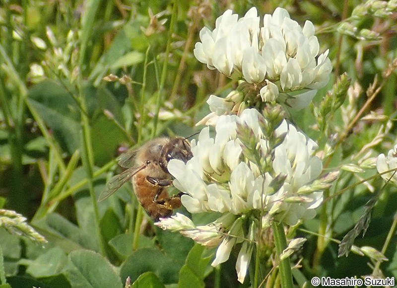 セイヨウミツバチ Apis mellifera
