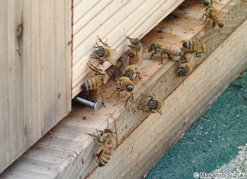 セイヨウミツバチ Apis mellifera