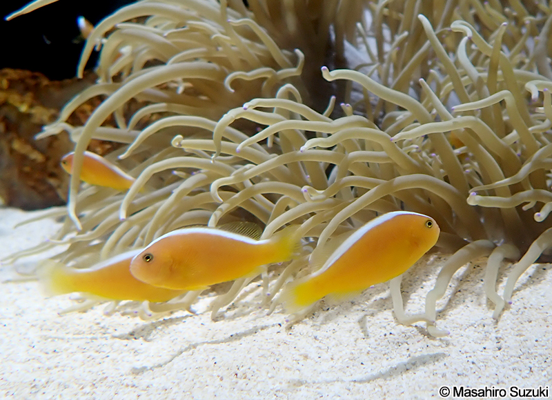 セジロクマノミ Amphiprion sandaracinos
