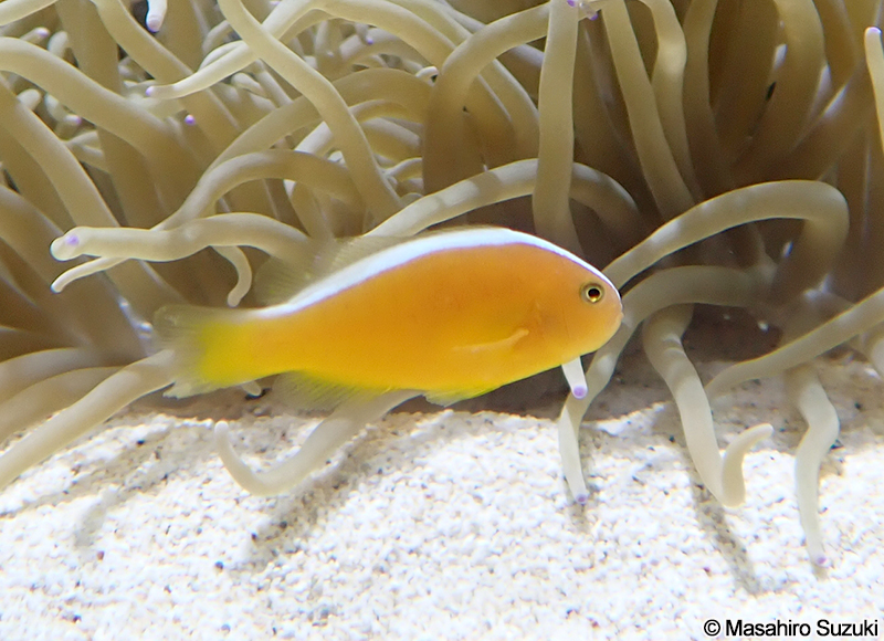セジロクマノミ Amphiprion sandaracinos