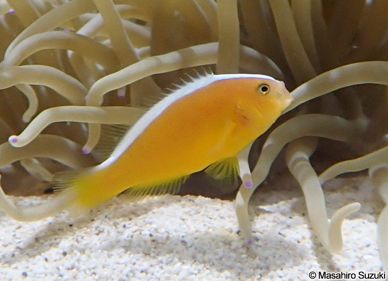 セジロクマノミ Amphiprion sandaracinos