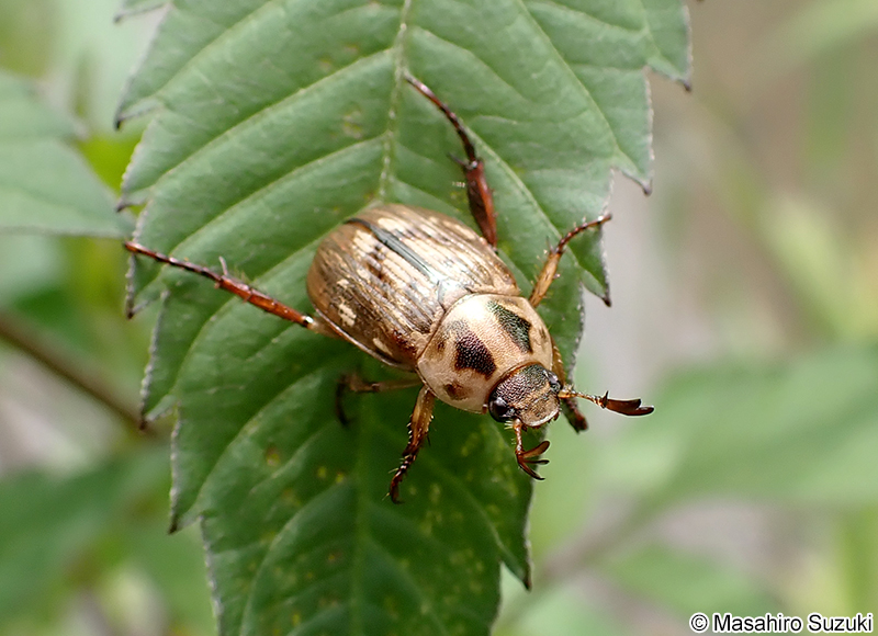 セマダラコガネ Exomala orientalis