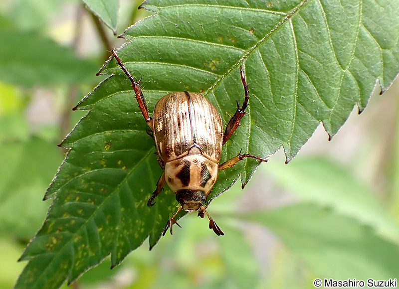 セマダラコガネ Exomala orientalis