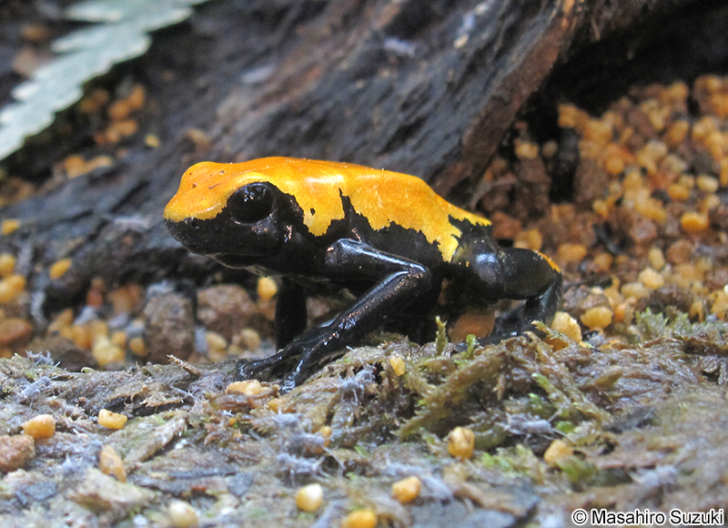 セマダラヤドクガエル Dendrobates galactonotus