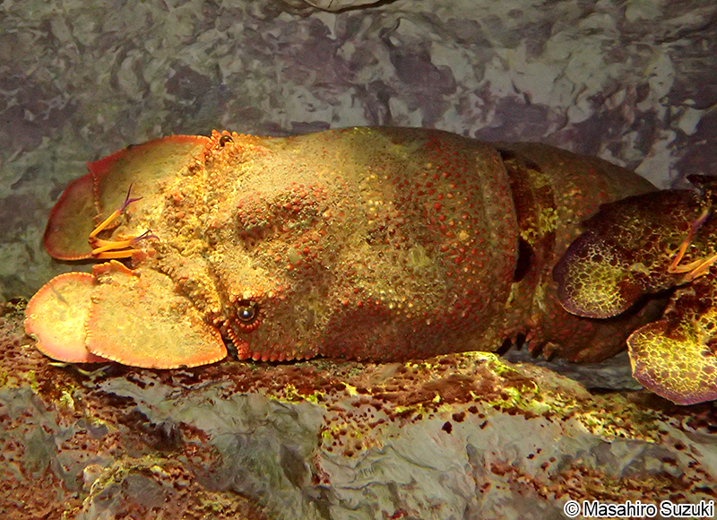 セミエビ Scyllarides squammosus