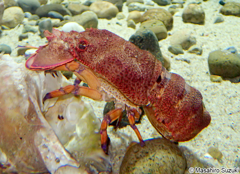 セミエビ Scyllarides squammosus