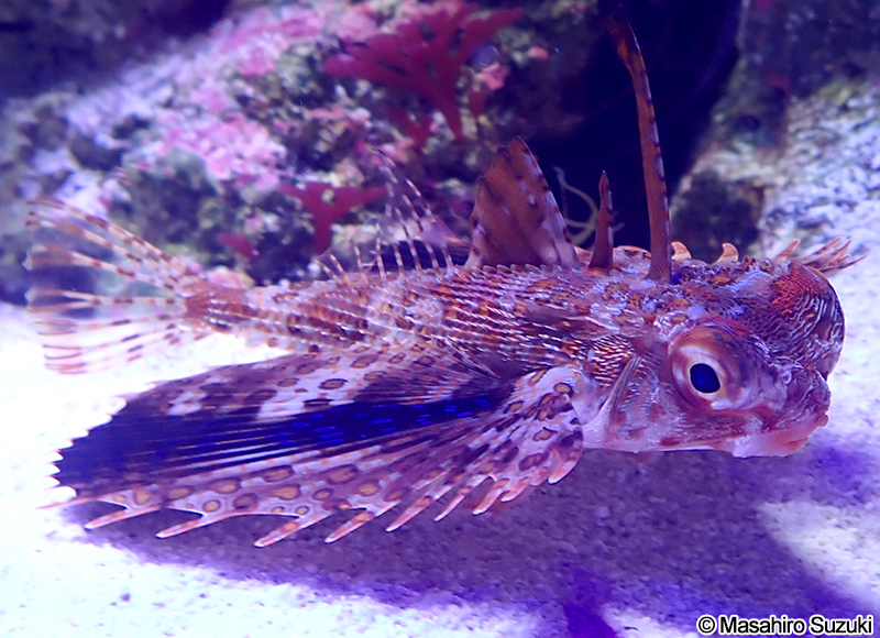 セミホウボウ Dactyloptena orientalis