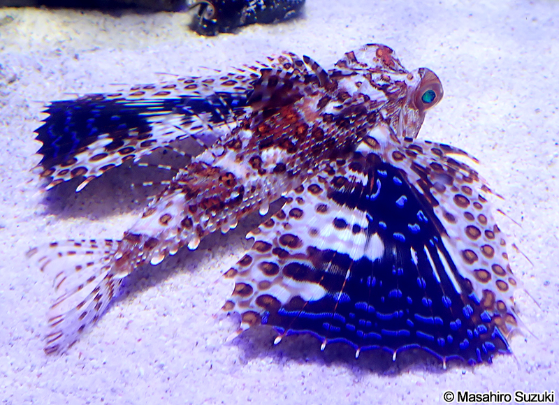 セミホウボウ Dactyloptena orientalis