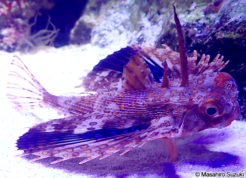 セミホウボウ Dactyloptena orientalis