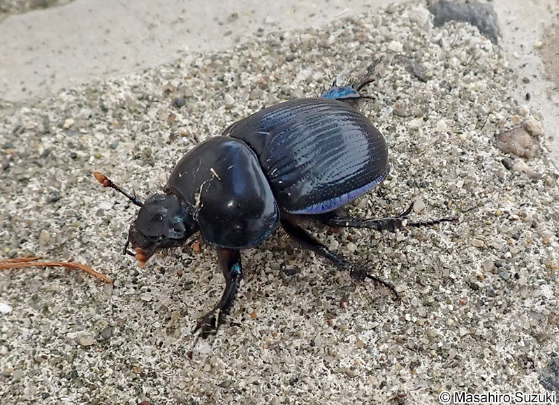 センチコガネ Geotrupes laevistriatus