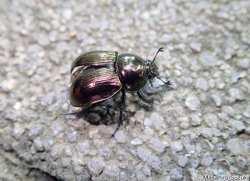 センチコガネ Geotrupes laevistriatus