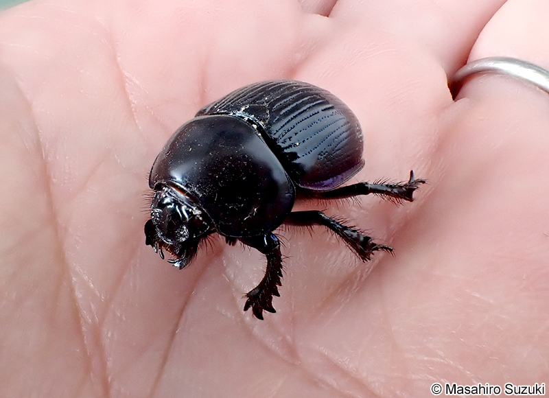 センチコガネ Geotrupes laevistriatus
