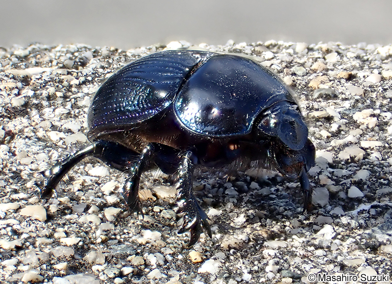 センチコガネ Geotrupes laevistriatus