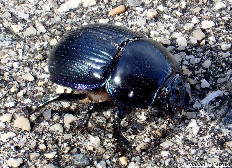 センチコガネ Geotrupes laevistriatus