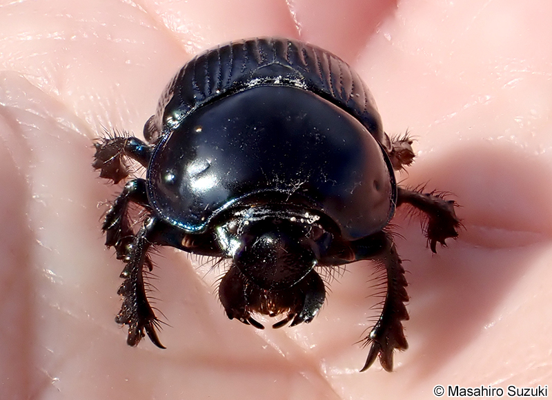センチコガネ Geotrupes laevistriatus