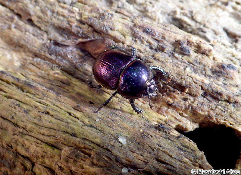 センチコガネ Geotrupes laevistriatus