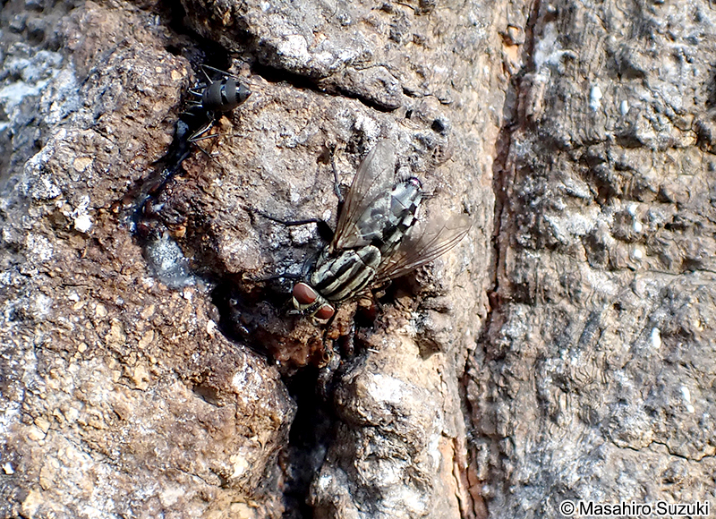 センチニクバエ Sarcophaga peregrina