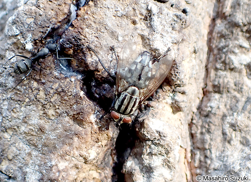 センチニクバエ Sarcophaga peregrina