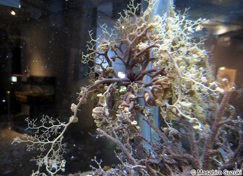 セノテヅルモヅル Astrocladus coniferus