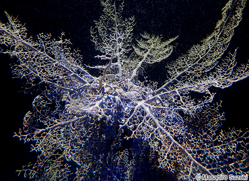 セノテヅルモヅル Astrocladus coniferus