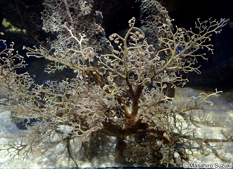 セノテヅルモヅル Astrocladus coniferus