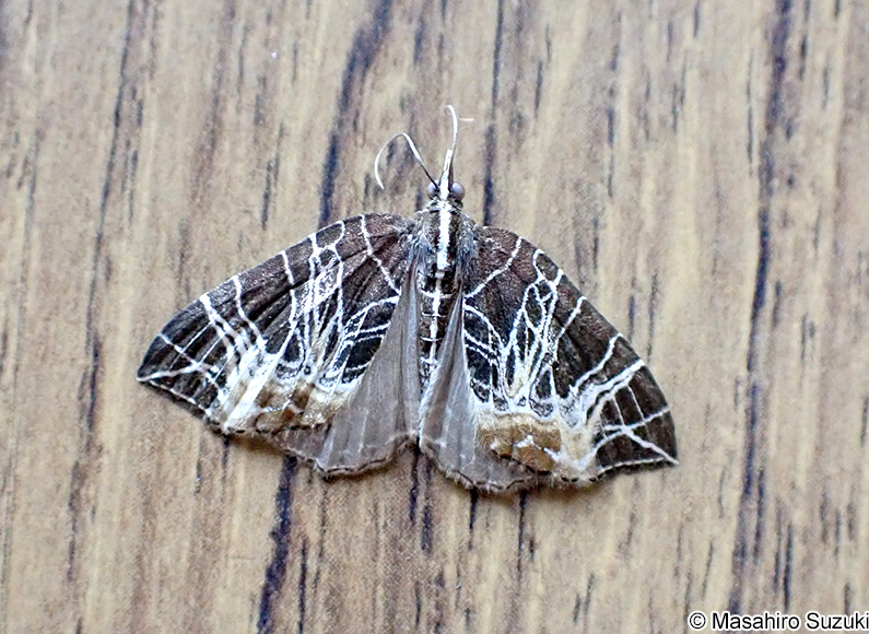 セスジナミシャク Evecliptopera illitata illitata