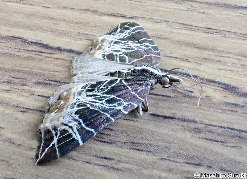 セスジナミシャク Evecliptopera illitata illitata