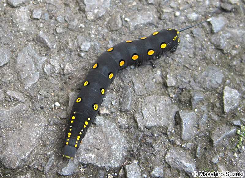 セスジスズメの幼虫