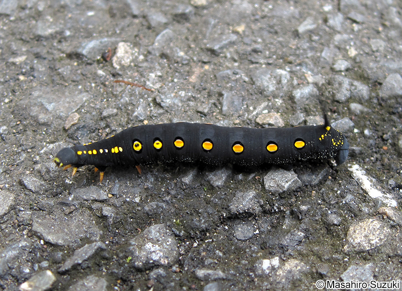 セスジスズメの幼虫