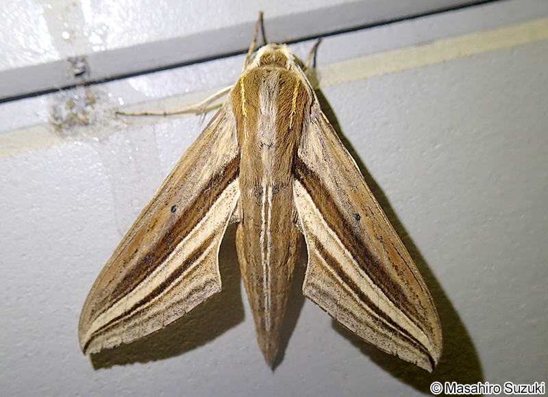 セスジスズメ Theretra oldenlandiae