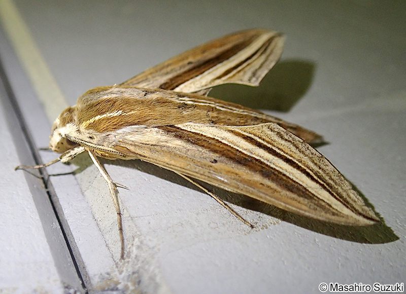 セスジスズメ Theretra oldenlandiae