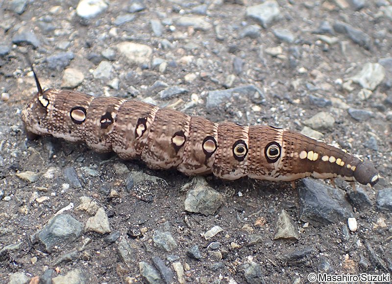 セスジスズメの幼虫